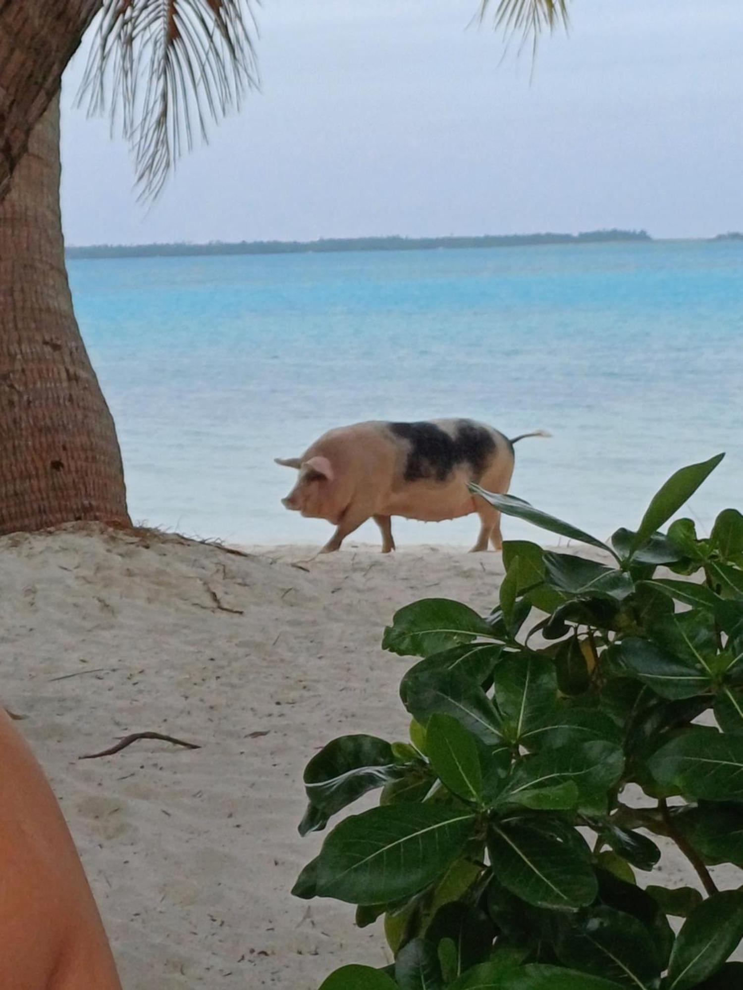 Poemanahere Island Camping A Maupiti Te-Fare-Arii エクステリア 写真